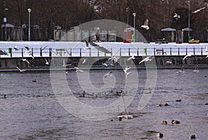 Winter birds flying in Cluj-Napoca, in cold winter