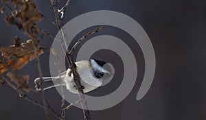 Winter black-capped chickadee ready to take flight