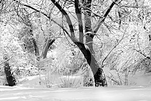 Winter in black and white