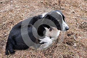 Winter black and white pooch