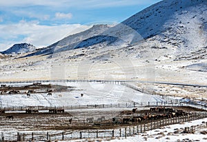 Winter, BLM Wild Horse Adoption Facility