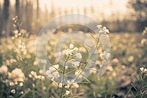 The winter bloom of flowers