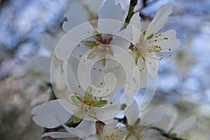 Winter blossom almond tree flowers