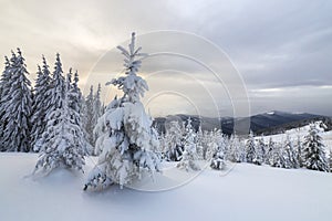 Winter blue landscape. Spruce tree in deep snow on mountain clearing on cold sunny day on copy space background of cloudy sky