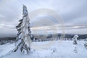 Winter blue landscape. Spruce tree in deep snow on mountain clearing on cold sunny day on copy space background of cloudy sky