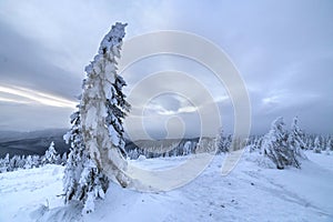 Winter blue landscape. Spruce tree in deep snow on mountain clearing on cold sunny day on copy space background of cloudy sky