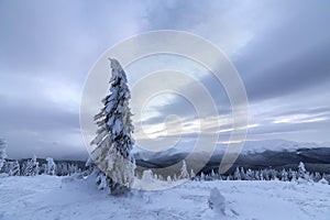 Winter blue landscape. Spruce tree in deep snow on mountain clearing on cold sunny day on copy space background of cloudy sky