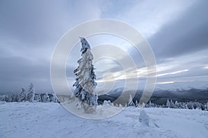 Winter blue landscape. Spruce tree in deep snow on mountain clearing on cold sunny day on copy space background of cloudy sky