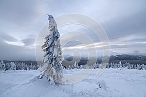 Winter blue landscape. Spruce tree in deep snow on mountain clearing on cold sunny day on copy space background of cloudy sky