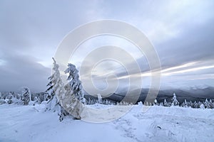 Winter blue landscape. Spruce tree in deep snow on mountain clearing on cold sunny day on copy space background of cloudy sky