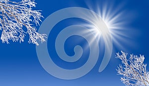 Winter blue sky with sun and snowy frozen tree