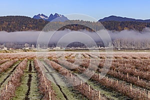 Winter blueberry fields with clouds and mountains in Canada