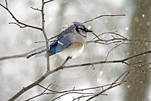Winter Bluejay