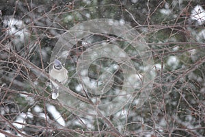 Winter bluejay in the snow