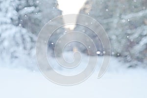 Winter blurred background of pine trees and snow