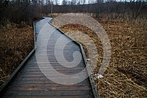 Winter Boardwalk Through Tranquil Michigan Wetlands