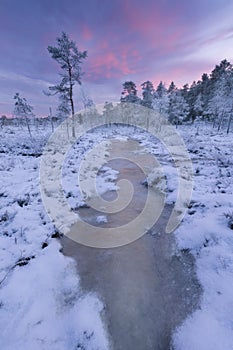 Winter Bog