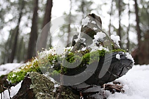 Winter boots on snow photo