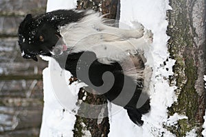 Winter border collie