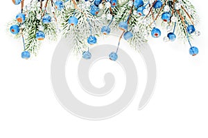 Winter border with snowy fir branch and blue berries isolated on white background