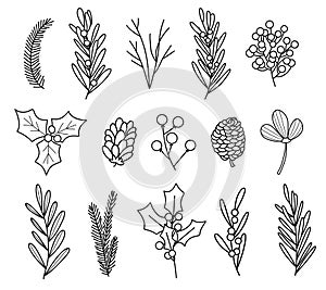 Winter botanical line arts, hand drawn plants, branches and berries