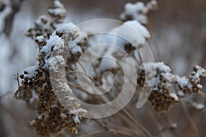 Dry plant in the snow