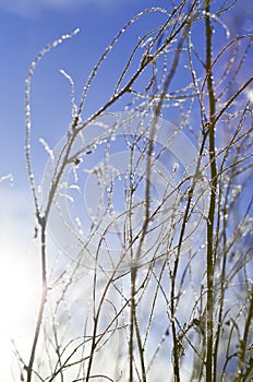 Winter branch