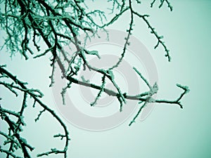 Winter branch background