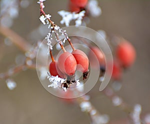 In winter on a branch of a bush hanging berries rose hips