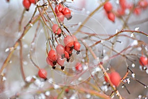 In winter on a branch of a bush hanging berries rose hips