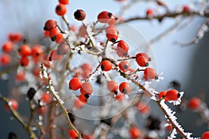 In winter on a branch of a bush hanging berries rose hips