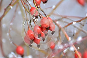 In winter on a branch of a bush hanging berries rose hips