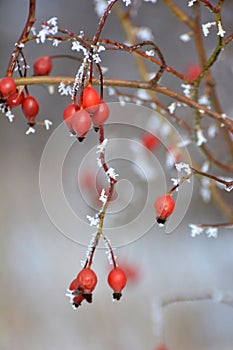 In winter on a branch of a bush hanging berries rose hips