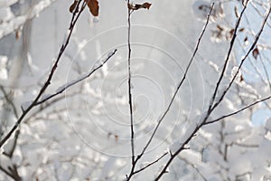 Winter branch covered with snow in a Sunny weather with blue sky