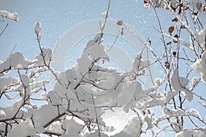 Winter branch covered with snow in a Sunny weather with blue sky