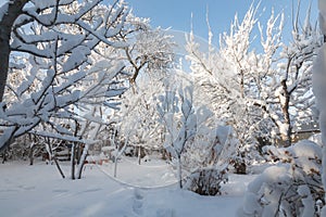 Winter branch covered with snow in a Sunny weather with blue sky