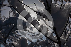 Winter branch covered with snow in a Sunny weather with blue sky