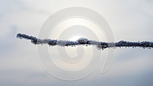 Winter branch covered with snow. tree branch in snow on macro sky background macro.