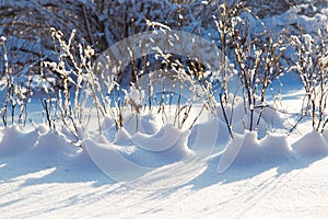 Winter branch with snow