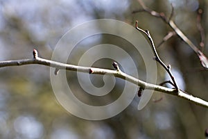 Winter branch of young buds over daylight blurred background