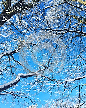 Winter branches bluesky wint