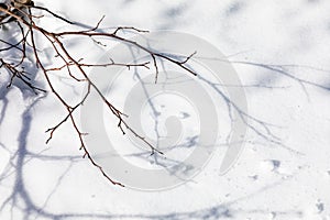 Winter branches and shadow on snow. Winter background. Snow background.