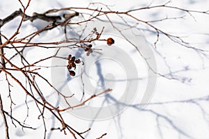 Winter branches and shadow on snow. Winter background.