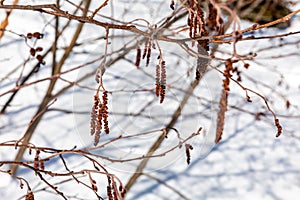 Winter branches and shadow on snow. Winter background.Winter landscape.