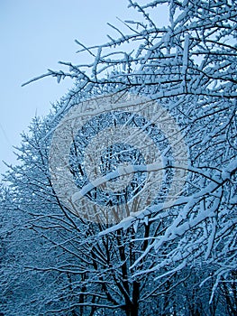 Winter branches of trees after heavy snow, toning