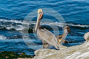 Winter Brown Pelican - La Jolla Cove