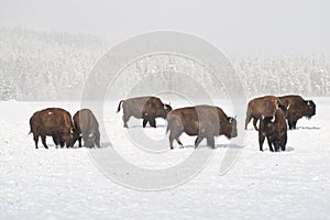 Winter Buffalo Herd