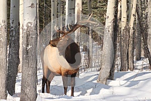 Winter bull elk