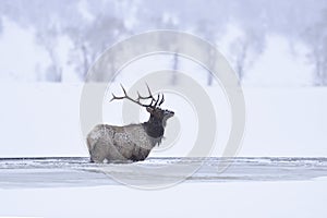 Winter bull elk