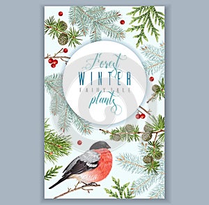 Winter bullfinch banner photo